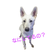 [LINEスタンプ] ホワイトスイスシェパード君 