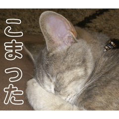 [LINEスタンプ] ねこスタンプ 日常会話