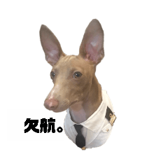 [LINEスタンプ] 船乗りの犬(イタグレ)