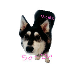[LINEスタンプ] 犬 Crystal Dogs出身わんこたち1
