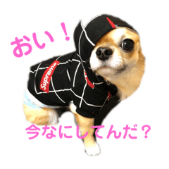 [LINEスタンプ] リクちわわスタンプ 