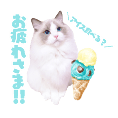 [LINEスタンプ] ラグドールのICECREAM 