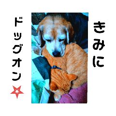 [LINEスタンプ] かわいい犬とネコのダジャレスタンプ2の画像（メイン）