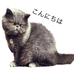 [LINEスタンプ] ネコのライラちゃん 