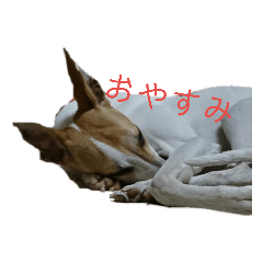 [LINEスタンプ] ウィペット君 
