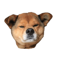 [LINEスタンプ] みんなのきずなスタンプ 
