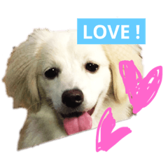 [LINEスタンプ] ゴンとカシュー 