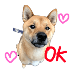 [LINEスタンプ] 我が家の柴犬くん