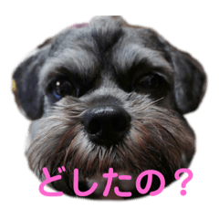 [LINEスタンプ] ラサアプソのちゃいくんです♪