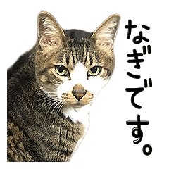 [LINEスタンプ] わが家のネコ