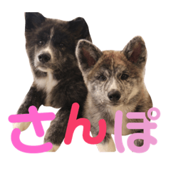 [LINEスタンプ] 秋田犬 サン＆カイ♡チワワ ばんび