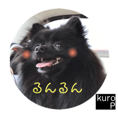 [LINEスタンプ] 黒ポメのkuroP