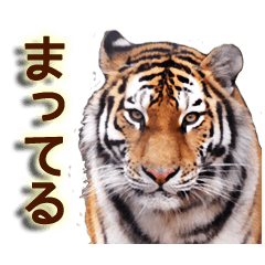 [LINEスタンプ] ねこ科のもうじゅう