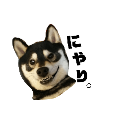 [LINEスタンプ] 黒柴七の日常でよく使う言葉2