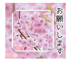 [LINEスタンプ] 綺麗な桜の写真でお花見気分♡ゆるっと敬語