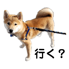 [LINEスタンプ] 柴犬の聖くんを使って日常会話