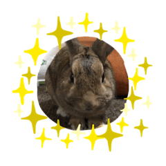 [LINEスタンプ] うさぎのポンちゃん3