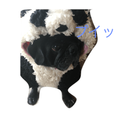 [LINEスタンプ] ぶさかわのぽんちゃん