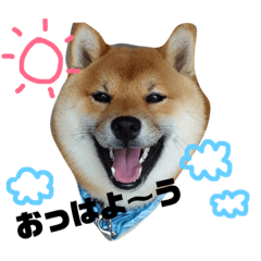 [LINEスタンプ] 柴犬クロ