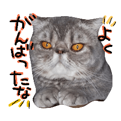 [LINEスタンプ] 硬派なひらたくん