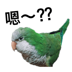 [LINEスタンプ] インコ-ボボ 