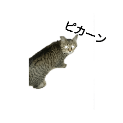 [LINEスタンプ] 目の鋭い猫 