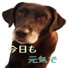 [LINEスタンプ] むぎとエコの日常2 