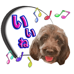 [LINEスタンプ] 僕は、フレンドリーなワンコ、ココ！