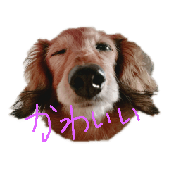 [LINEスタンプ] 愛犬ふらわーちゃん