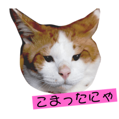 [LINEスタンプ] おはにゃる 