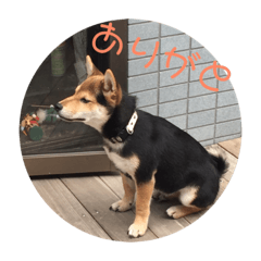 [LINEスタンプ] 柴犬の伊奈丸くん 2