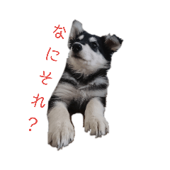 [LINEスタンプ] ウルフ君