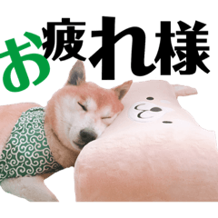[LINEスタンプ] 柴犬こーた fetchpriority=high