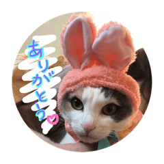 [LINEスタンプ] にゃんこスタンプ NYANKO 
