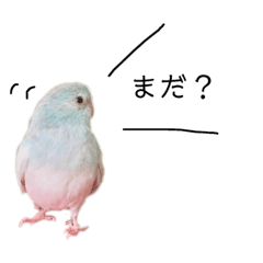 [LINEスタンプ] ビセイインコのぷーちゃんスタンプ