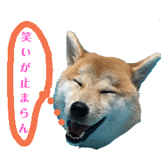 [LINEスタンプ] 柴犬のスタンプです