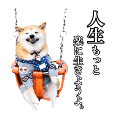 [LINEスタンプ] 柴犬ペコと仲間たち