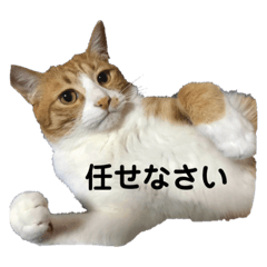 [LINEスタンプ] 全部うちの猫と犬です
