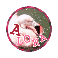 [LINEスタンプ] フラミンゴさんのごあいさつ