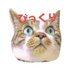 [LINEスタンプ] LOVE❤cat