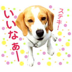 [LINEスタンプ] レモンビーグル  ゴン太のスタンプ