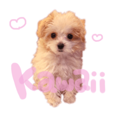 [LINEスタンプ] あめちゃん日和