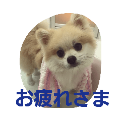 [LINEスタンプ] ころん日和#2