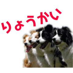 [LINEスタンプ] ボーダーコリーなLife
