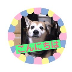 [LINEスタンプ] くろの日常。