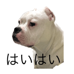 [LINEスタンプ] ウザい犬
