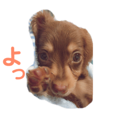 [LINEスタンプ] ちょこたんわんこ1