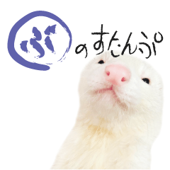 [LINEスタンプ] フェレットのぶぶ