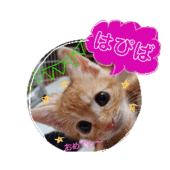 [LINEスタンプ] 茶トラ子猫ルナの使える日常会話③