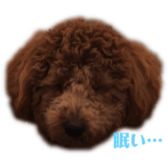 [LINEスタンプ] トイプのさとまめ❤︎